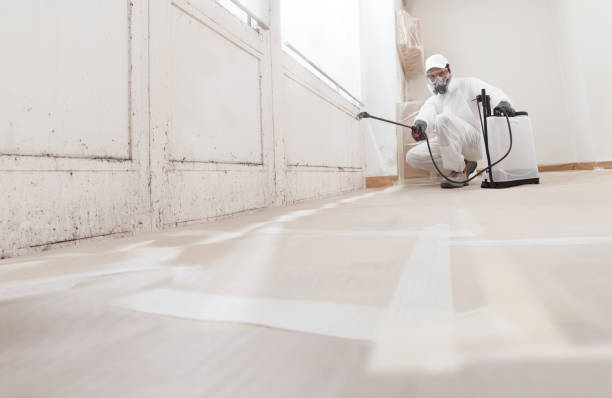 Black mold remediation team in Cedar Park